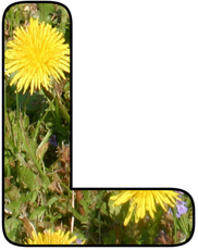 Blumenbuchstabe-L.jpg